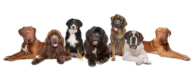 Лабрадор-ретривер - описание породы собак: характер, особенности поведения,  размер, отзывы и фото - Питомцы Mail.ru