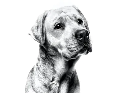 Лабрадор ретривер – добрая, умная, преданная порода собак, которая обожает  детей.