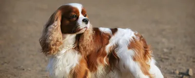 Порода собаки похожая на спаниеля (62 фото) - картинки sobakovod.club