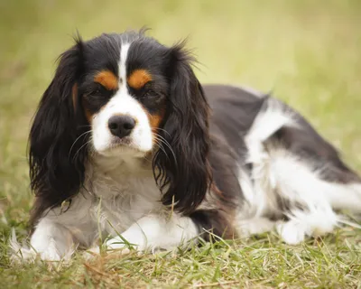Спаниель собака: фото, характер, описание породы