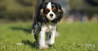 Кавалер кинг чарльз спаниель (Cavalier King Charles Spaniel) - небольшая,  изящная и верная порода собак. Описание, фото собаки.