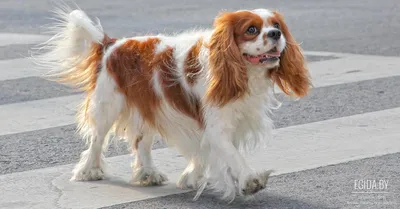 Описание породы собак - Бойкин спаниель