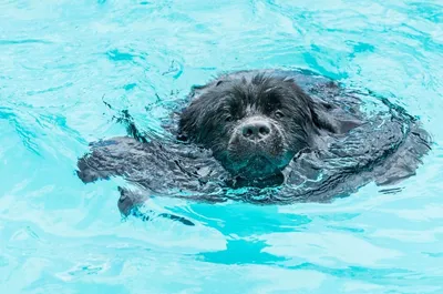 Породы собак водолаз ньюфаундленд …» — создано в Шедевруме