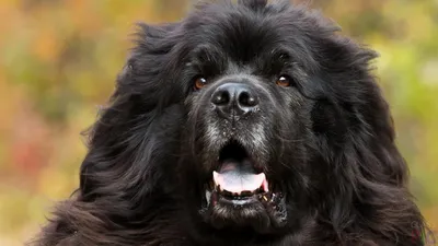 Огромная собака четыре месяца ловила в Крыму бандитов - KP.RU