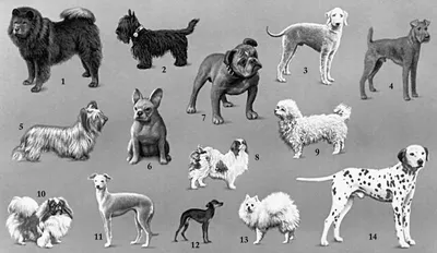 SOBAKI.PRO | Породы собак | Ньюфаундленд | Фото 49227