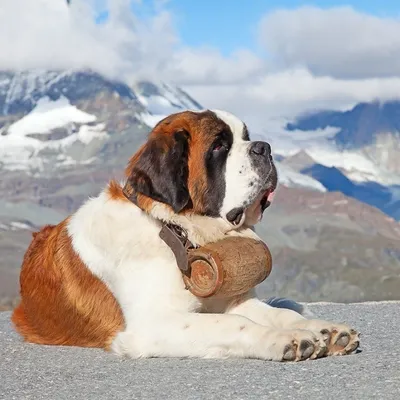 Ньюфаундленд: все о породе, описание собаки, характер, фото