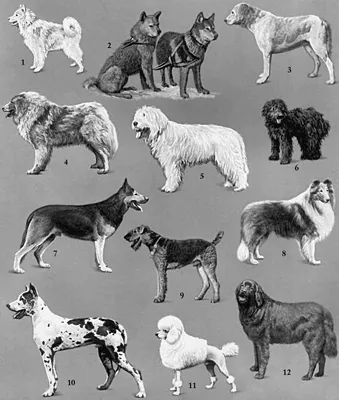 Qume - Ньюфаундленд Ньюфаундленд - порода собак названная в честь  местности, в которой эти собаки впервые появились. Хотя порода сейчас  считается канадской, на самом деле, во времена своего появления территория  принадлежала индейцам,