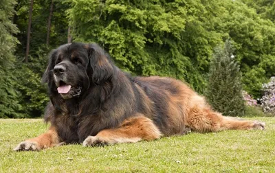 Самые большие породы собак. Топ-15