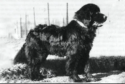 Собаки породы ньюфаундленд - описание породы, характера, особенностей |  Hill's Pet