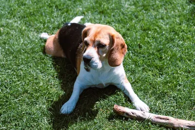 Бигль: фото, описание породы, характер | Royal Canin