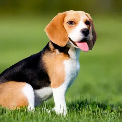 Бигли - универсальная порода собак» — создано в Шедевруме