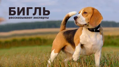 Гиперреалистичная собака-бигль в полный рост на белом фоне | Премиум Фото