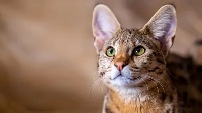 Короткошерстные породы кошек: фото и названия | WHISKAS®
