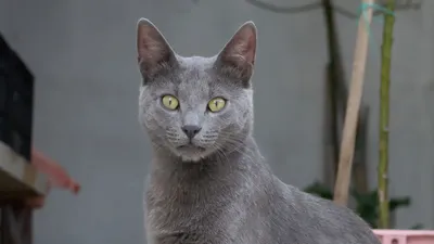 Сколько стоит породистый котенок - Клуб любителей кошек Алиса-Бест Ярославль
