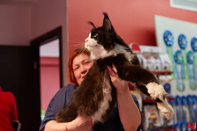 Породистые коты и кошки: Бесплатно - Кошки Усть-Каменогорск на Olx