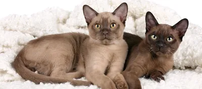 Самые редкие породы кошек в мире с фотографиями и названиями котов