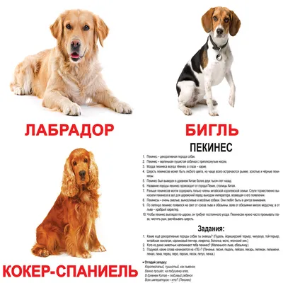 Большие породы собак – топ-15 крупных пород с фото – ProPlan.ru