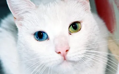 Азиатская кошка: описание и характер породы, ее содержание