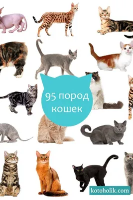 Определитель породы кошки по - картинки и фото koshka.top