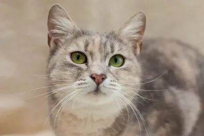 Породы кошек с большими глазами