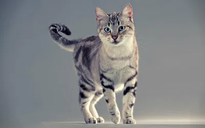 Вы давно задумывались над темой: как назвать котенка? Эта статья должна  помочь вам | memocutecats - все о кошках | Дзен