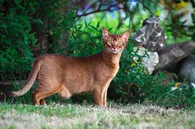 Самые умные породы кошек – ТОП-20 в мире
