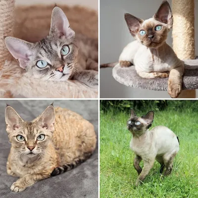 Настоящие хищники: 3 породы кошек, которые могут быть опасны - МК