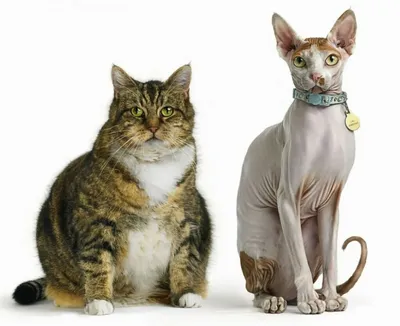 ТОП 10 самых крупных пород кошек — Корм для животных «Живая Сила»