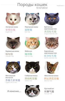 Подборка: породы кошек - Китайские новости - Китайский язык онлайн  StudyChinese.ru