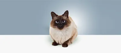 Какие бывают породы кошек