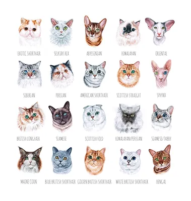 Иллюстрация Породы кошек и котов в стиле 2d, живопись, плакат |