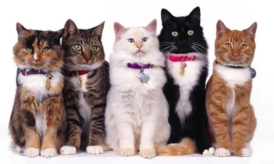 Породы кошек - Клуб любителей кошек Алиса-Бест Ярославль