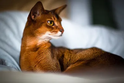 Определены самые популярные у москвичей породы кошек - Мослента