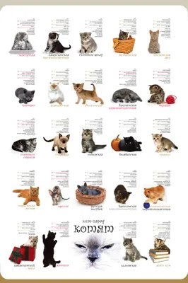 Подборка: породы кошек - Китайские новости - Китайский язык онлайн  StudyChinese.ru