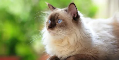 Самые необычные породы домашних кошек: Занимательные истории в журнале  Ярмарки Мастеров