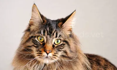 Названы самые популярные породы кошек в России - Новости Тулы и области –  Фотогалерея, фото 1 - MySlo.ru