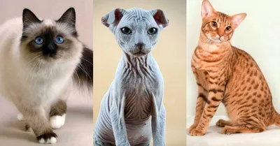 Породы кошек - описание пород лучших кошек с фото