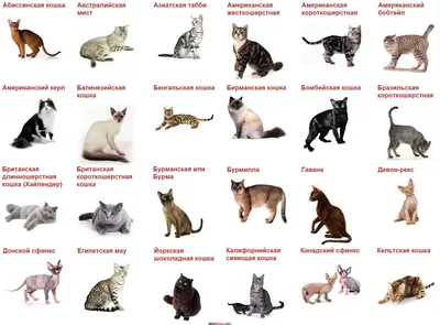 Самые популярные породы кошек в России и мире, список с названиями и фото  на сайте Petstory