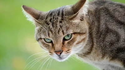 Ученые выяснили, какие породы кошек — самые умные