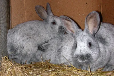 Серебристый кролик — Википедия
