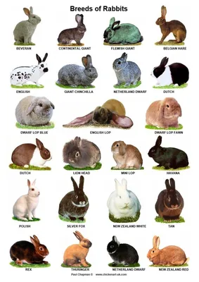 Породы кроликов Татарстана