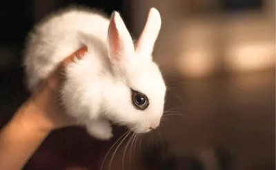Декоративные породы кроликов: красивые и разные» — создано в Шедевруме