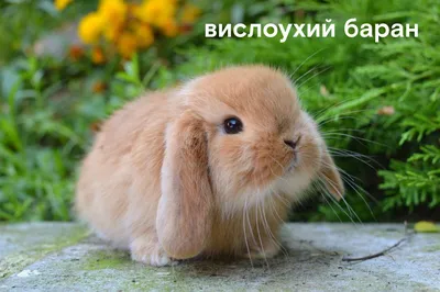 Топ-5 необычных карликовых пород кроликов - Лента новостей Крыма