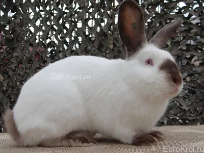 Какая порода кроликов 💥 САМАЯ ВКУСНАЯ 💥 - YouTube