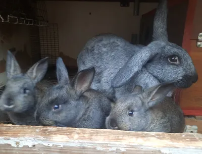Ангорские пуховые кролики — Племенные кролики из Европы