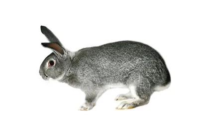 Калифорнийская порода кроликов