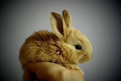 Советская шиншилла - классная порода кроликов | Пикабу