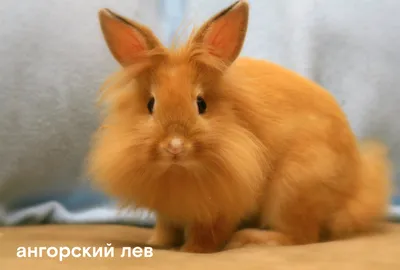 Декоративные кролики: лучшие породы питомцев | Новости партнеров на РБК+  Екатеринбург