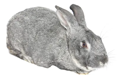 ФГБНУ НИИПЗК - Породы кроликов: Серебристый