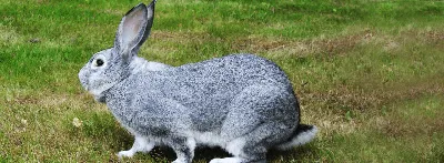 Кролик минор - Декоративные кролики